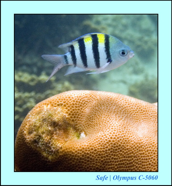 2006 - 07 - Perhentian - Plongee 74